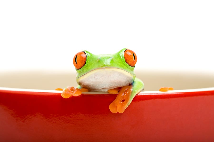 The Frog in the Pot Syndrome: When Your Nice Spouse Can Become Your Worst Nightmare